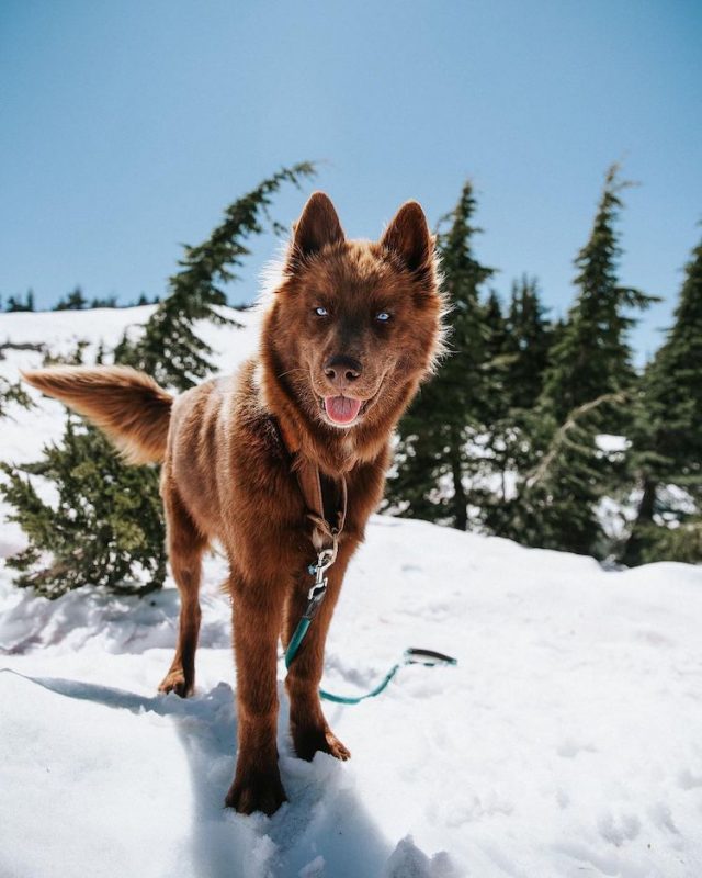 Le husky sibérien brun chocolat gagne de nombreux abonnés sur instagram en raison de sa beauté