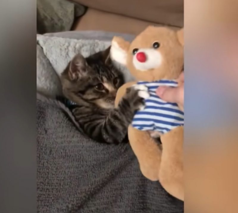 Le chaton ne peut pas dormir sans câliner son mini ours en peluche: c'est son jouet favori