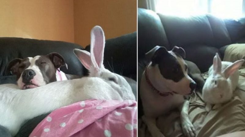 Un pitbull sauvé des anneaux de combat de chiens a trouvé du réconfort dans son nouvel ami lapin géant