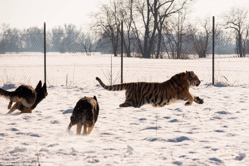 Des tigre se lient d'amitié avec des bergers allemands dans une réserve faunique