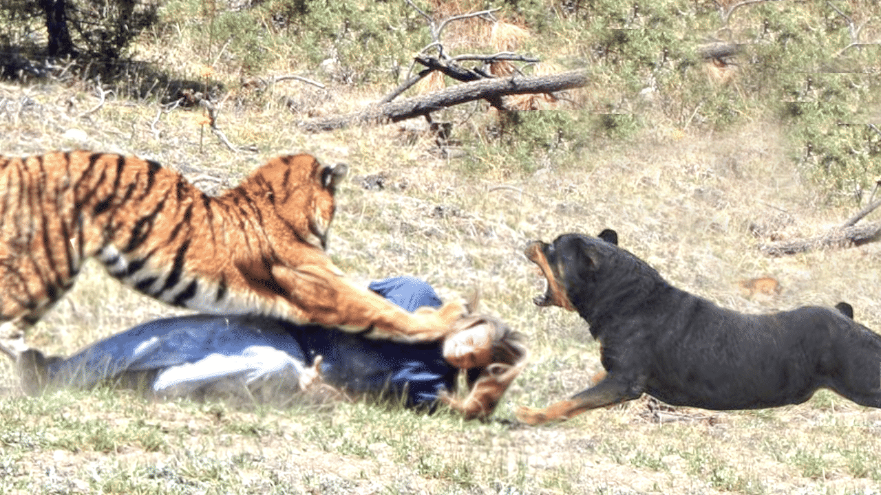 Les deux merveilleux rottweilers ont sauvé leur propriétaire du tigre