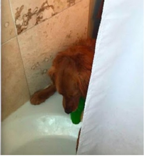 Un chien apporte son jouet à sa mère sous la douche pour qu'elle se sente mieux