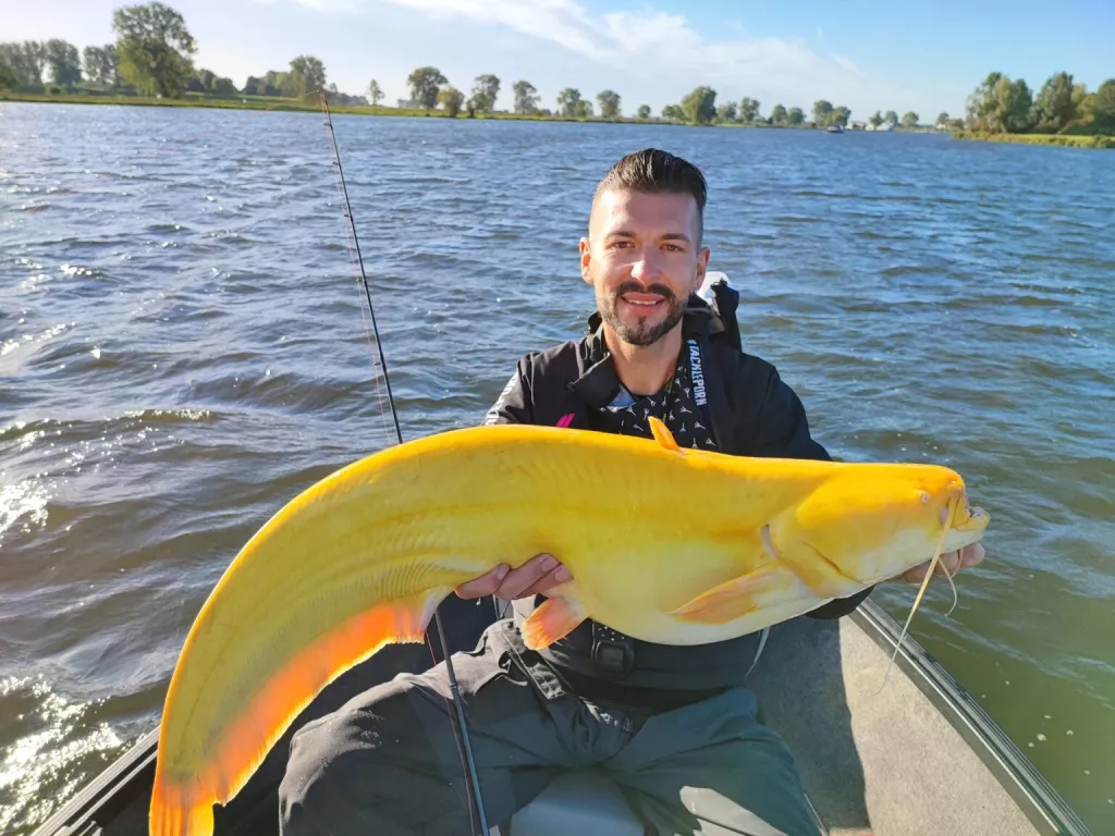 Le poisson-chat banane jaune vif extrêmement rare pêché dans un lac