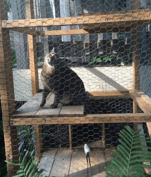 Papa de chat construit "une construction extérieure épique" pour les chats afin qu'ils puissent toujours être en sécurité