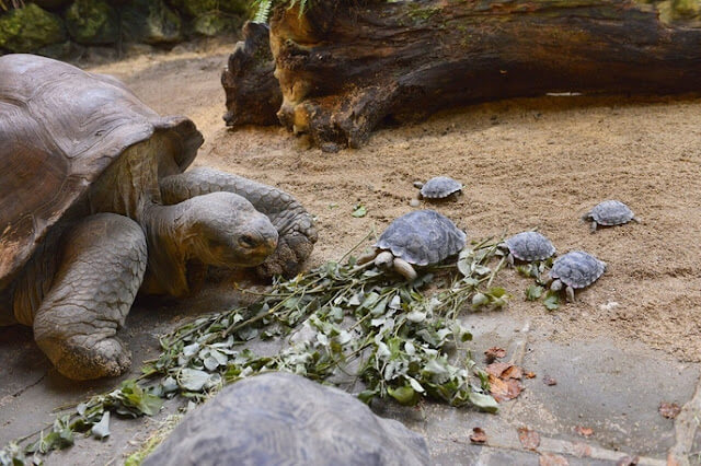 Une tortue en voie de disparition devient maman pour la première fois à 80 ans