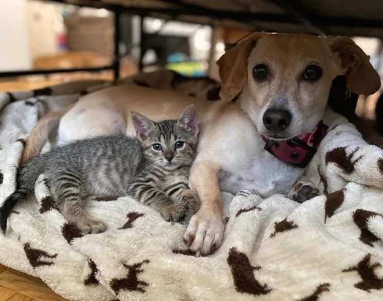 Deux chatons nouveau-nés abandonnés sont adoptés par un chien qui est revenu plusieurs fois au refuge