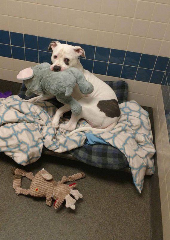 Un chien de refuge triste trouve du réconfort dans un jouet d'éléphant: Après cela, se rend compte qu'ils rentrent à la maison ensemble