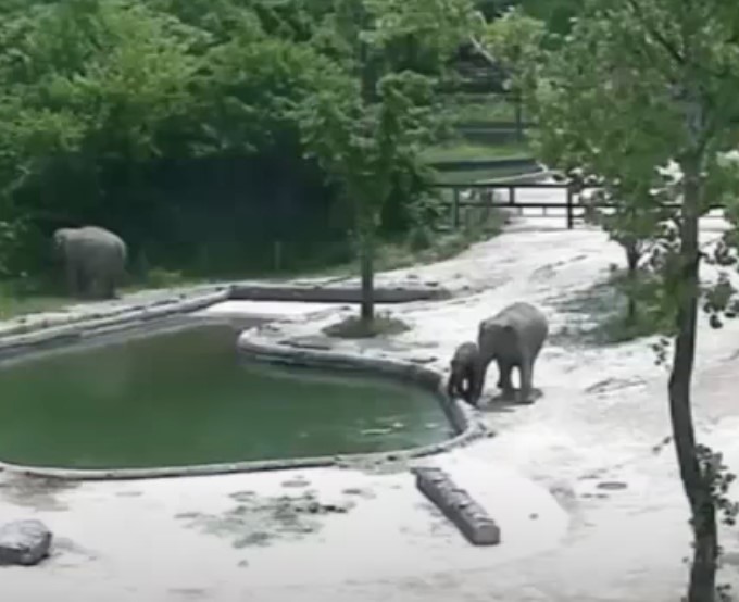 Des éléphants se précipitent vers la piscine pour sauver un veau qui se noie lors d'un sauvetage dramatique