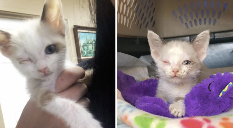 Un chaton qui a perdu son petit œil et son petit frère est très reconnaissant pour ce qu'ils ont fait pour la sauver