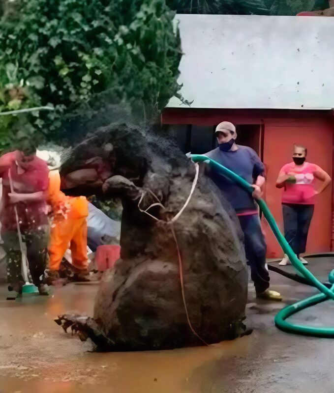 Un énorme rat a été découvert dans les égouts de la capitale mexicaine