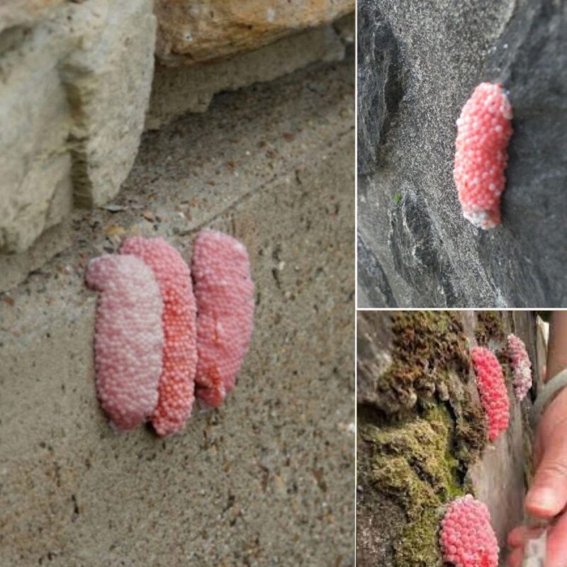 Attention aux petits œufs roses sur les murs : un avertissement important