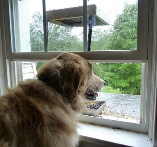La famille est sous tension lorsque le chien du propriétaire regarde dans le cercueil et semble faire une révélation choquante