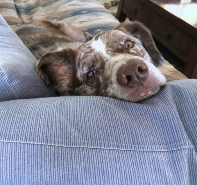 La famille est sous tension lorsque le chien du propriétaire regarde dans le cercueil et semble faire une révélation choquante