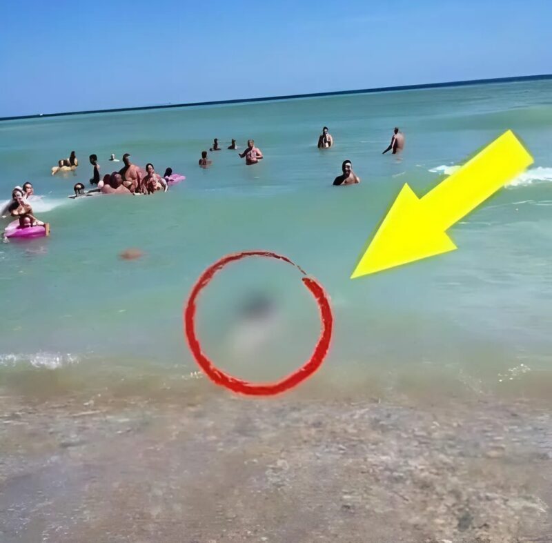 Voici ce que les gens ont remarqué pendant qu'ils nageaient : ils sont effrayés et terrifiés