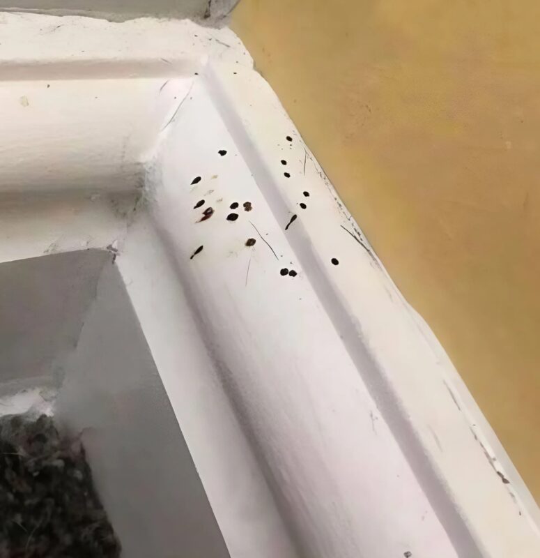 Si vous remarquez ces taches noires mystérieuses dans votre cuisine, il est crucial de savoir ce qu'elles indiquent, car elles pourraient être plus surprenantes qu'il n'y paraît