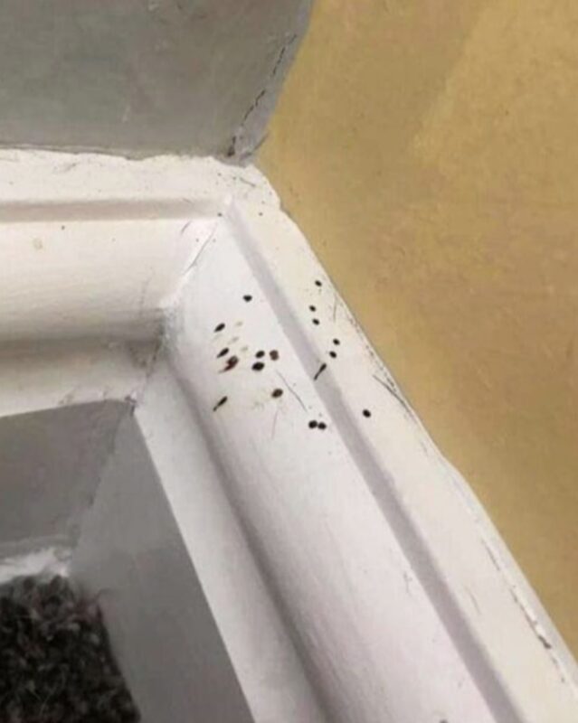 Si vous remarquez ces taches noires mystérieuses dans votre cuisine, il est crucial de savoir ce qu'elles indiquent, car elles pourraient être plus surprenantes qu'il n'y paraît