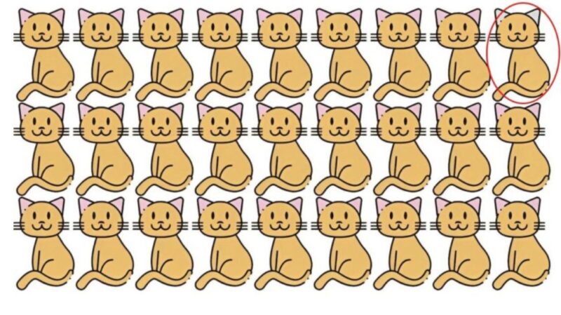 Pouvez-vous trouver le chat différent parmi les autres: L’image complète se trouve dans le premier commentaire