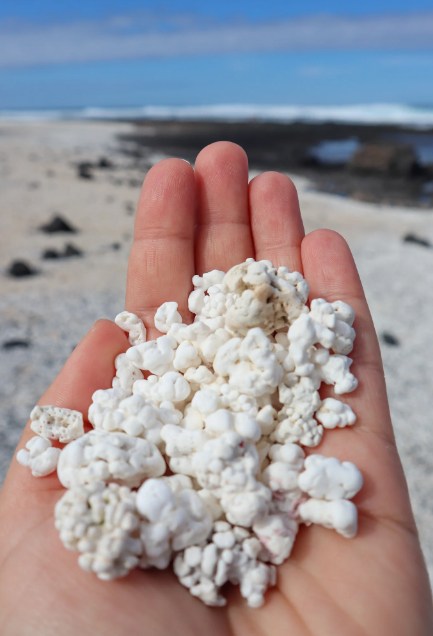 En marchant sur la plage, nous avons découvert des objets fascinants et avons été étonnés de découvrir leur véritable nature