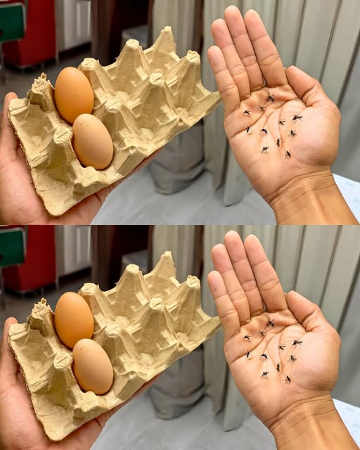 Ne jetez plus vos boîtes à œufs: Voici une astuce simple, économique et écologique pour éloigner les moustiques