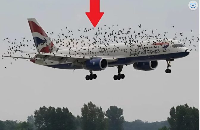 L'attaque inattendue des oiseaux
