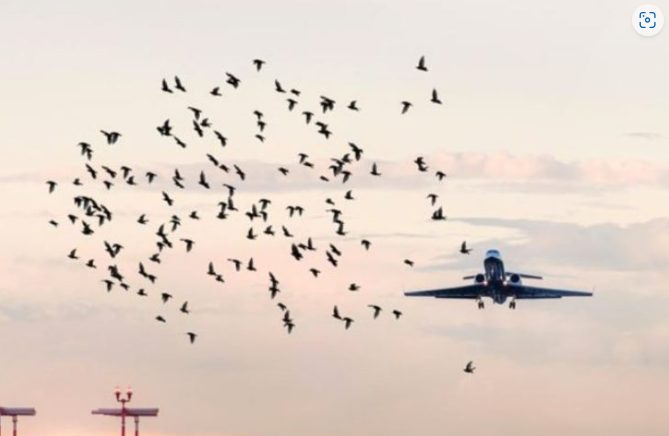 L'attaque inattendue des oiseaux