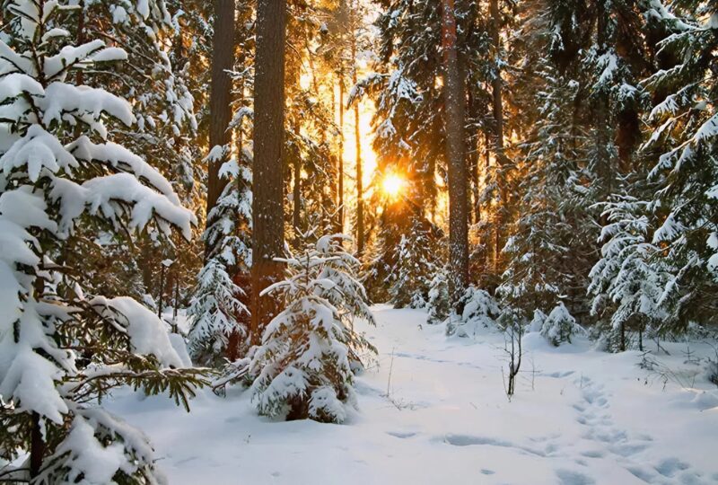 Un garçon et une fille ont loué un petit bunker dans une forêt reculée pour y vivre temporairement ։ Mais lorsqu'ils sont entrés à l'intérieur et ont vu ce qu'il y avait là, ils se sont figés tous les deux en même temps